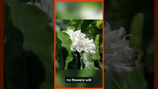Bee Farming's Environmental Impact