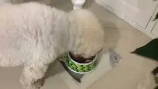My dog eating poo 💩