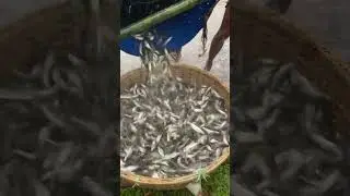Tangra fish... #tangrafish #fishing #fishshorts #villagefishing