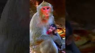 Very nice baby monkey hug momma get milk @Monkeysource