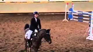 Springpferde L mit Pony Manolito