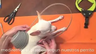 collar para perros ciegos / Parachoques Miniatura CÓMO AYUDAR A UN PERRO CIEGO (o mascota ciega)