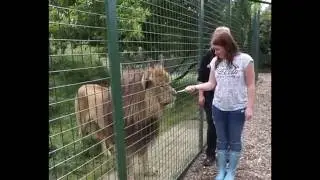 BIG CAT EXPERIENCE | HAND FEEDING A LION | WHF SANCTUARY