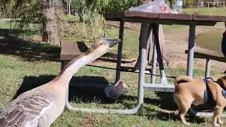Feed the Geese and Ducks at Jellystone Park in Burleson Texas