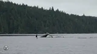 Northern Resident Orca and Seaweed 2025