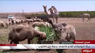 البونيكام نبات يعمر في الأرض لفترة تمتد لــ10 سنوات