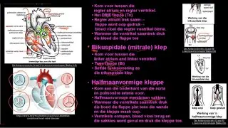 Graad 10 Lewenswetenskappe Menslike Vervoerstelsel DEEL 5 Hartkleppe