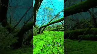 #Green #forest 🌳 of Norway 🇳🇴💕 follow me for more beautiful #view of Norway 🫶 #nature #norway