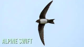 Manx Rarity | Alpine Swift in the Isle of Man