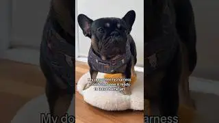 When my dog is ready to go for walks #dogwalks #frenchbulldog