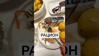 Сбалансированный рацион.#ужин #обед #питание #еда #рацион