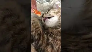 Delicious shrimp for a sleeping cat