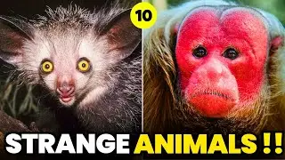 10 Strange Animal Adaptations that Will Leave You Speechless