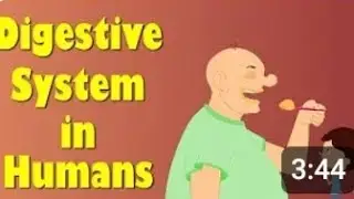 Digestive System in humans | #aumsun #kids #science #education #children