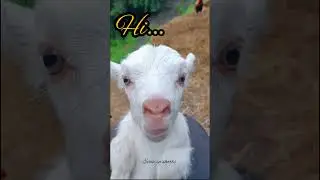 animal lover😍, cute lamb#animals #animallover #funny #funnyshorts #whatsappstatus