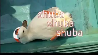 Shuba chuba subaru | Animal hololive
