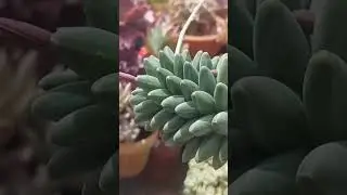 Pachyphytum Compactum #monicasuculentasecia #suculentas #shorts