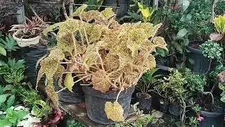 Splendid Pasar Bunga di kota Malang