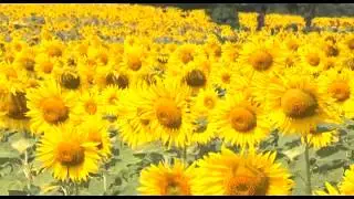 ทุ่งทานตะวันที่สวยที่สุดในสามโลก