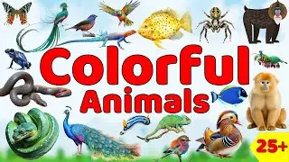 बच्चों के लिए  Colorful Animals in Hindi & English | Fun Kids Learning | Pictures + Sounds