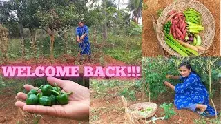Welcome Back!!! Reason for Long Break!!! Vegetable Garden Update...