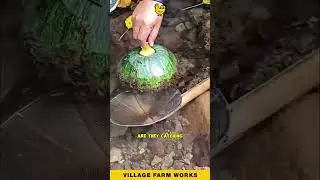 Genius Gourd Fishing Hack 🥒 #PrimitiveFishing