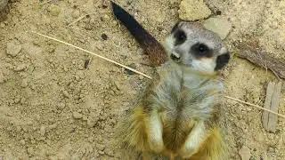 animal curious meerkat