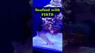 Punch From a Shrimp?. @factpulse-1z #shorts #facts #funny