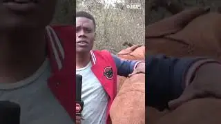 Orphaned elephant interrupt news reporter