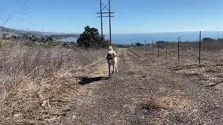 Coco Turkish Kangal mix pager recalls from down