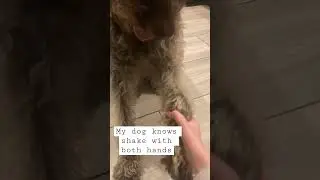 My dog&rsquo;s reaction when I put out both hands for him to shake 🥹🐾 #dog #adorabledog #mydogs #dogs