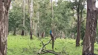 Nagarhole National Park Peacock Coorg
