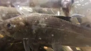 Fish Migration in the Peconic River