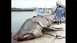 STRANGE CREATURES WASHED ASHORE AFTER JAPAN TSUNAMI!!!!