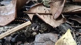 This Strange Creature Lives Under the Leaves