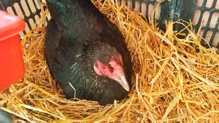 Aj Phr Black Astralobe Murgi Egg 🥚🥚🥚 Dene Agaee 😍😍🥰🥰❤❤ Subscribe like share My channel @Birdyswings
