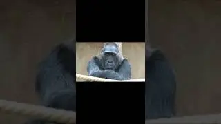 Минутка осознанности, которую я не заказывал Original #shorts #funny #comedy #memes
