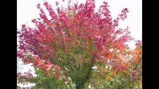 Fall Colors ASMR Wind and Tree Leaves Field Recording Stereo Zoom H6 Studio