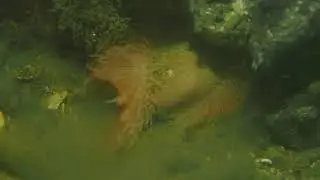 Flame shell - Loch Broom