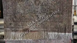 Silk Carpet urine odor removal service
