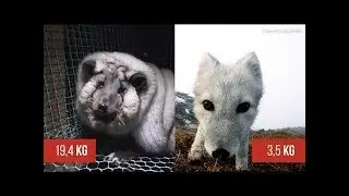 Shocking Video Shows Fur Industry Breeding Monster Foxes In Finland Cages