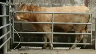 DMD: Why use a Digital Cattle Scales