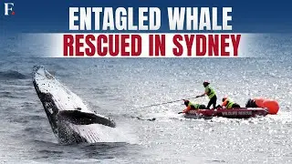 Humpback Whale Freed From Entanglement After 22 Hours of Rescue Operation | FPNews