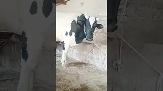 Don't take your eyes off this bull | Beautiful bulls 2025 #9 | #shorts #bulls #cattlefarm