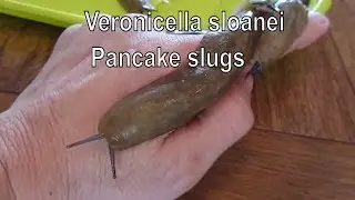 Naakies 26 sept  Veronicella Sloanei
