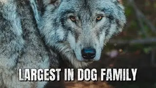 【Camojojo】Canine species capable of confronting big cats