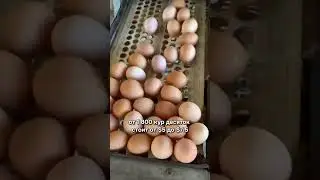 Сколько можно заработать тысячи евро на мобильной ферме яиц? #агро