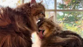 Purrfect Pals: Adorable Siberian Cats Grooming Each Other!