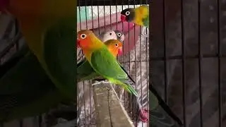 Love Birds | New Entery in my Setup #animals