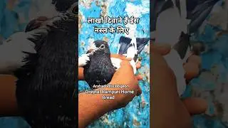 Original Rampuri Baby ! #highflyingpigeons #rampuripigeons #youtubeshorts #pigeonvideo